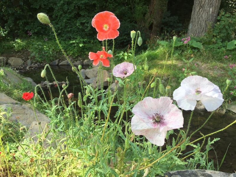 Mohn